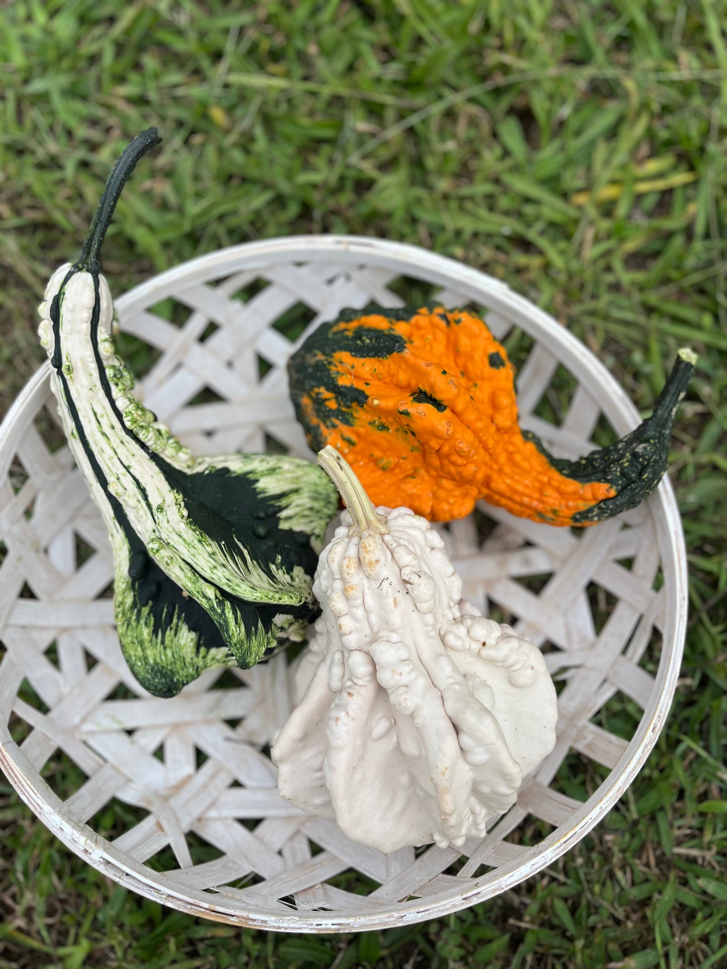 Autumn Wings Gourds – 3 for $7.00