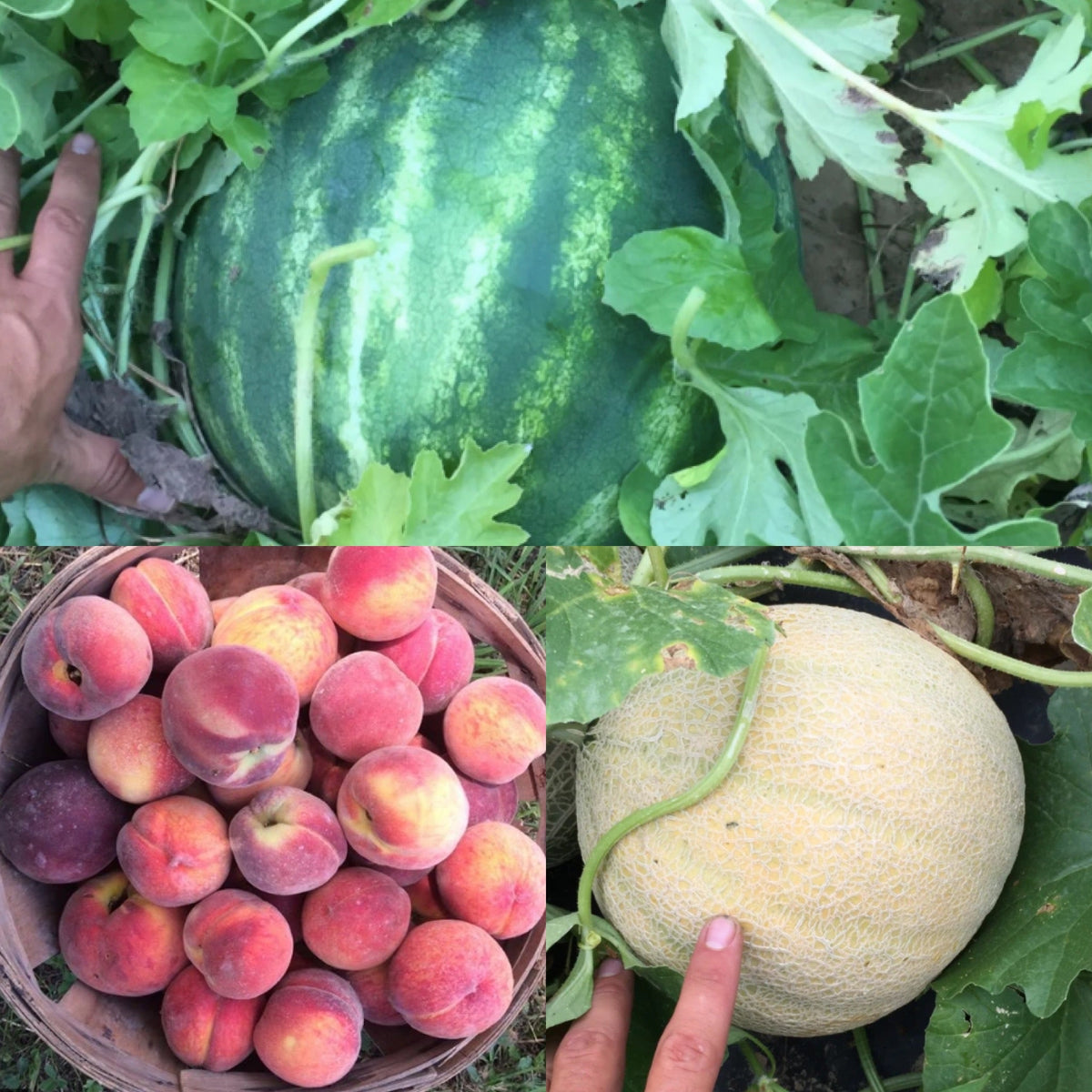 2025 Hybrid Jones Brothers Farms 2025-hybrid-jones-brothers-farms