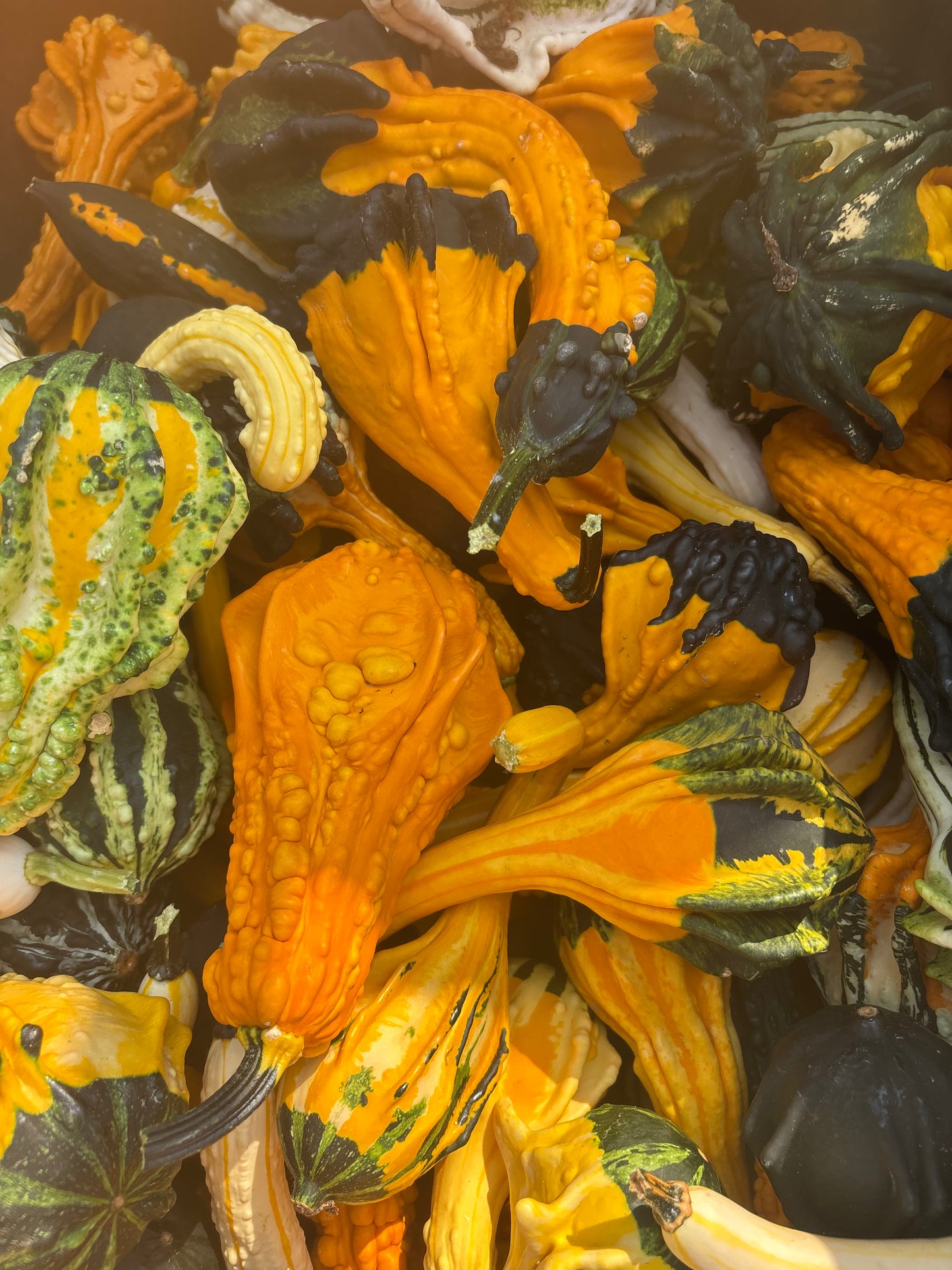 Autumn Wings Gourds – 3 for $7.00
