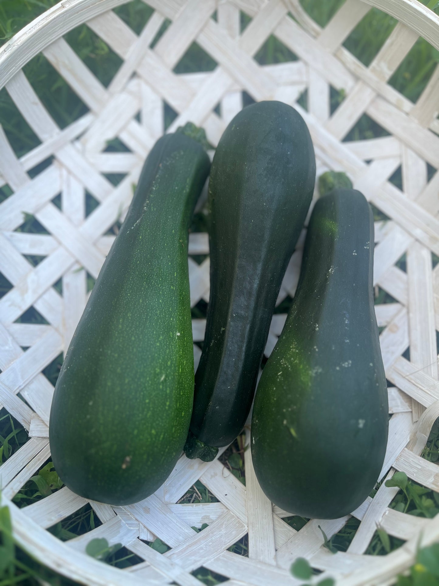 2026 Zucchini 3 pk.