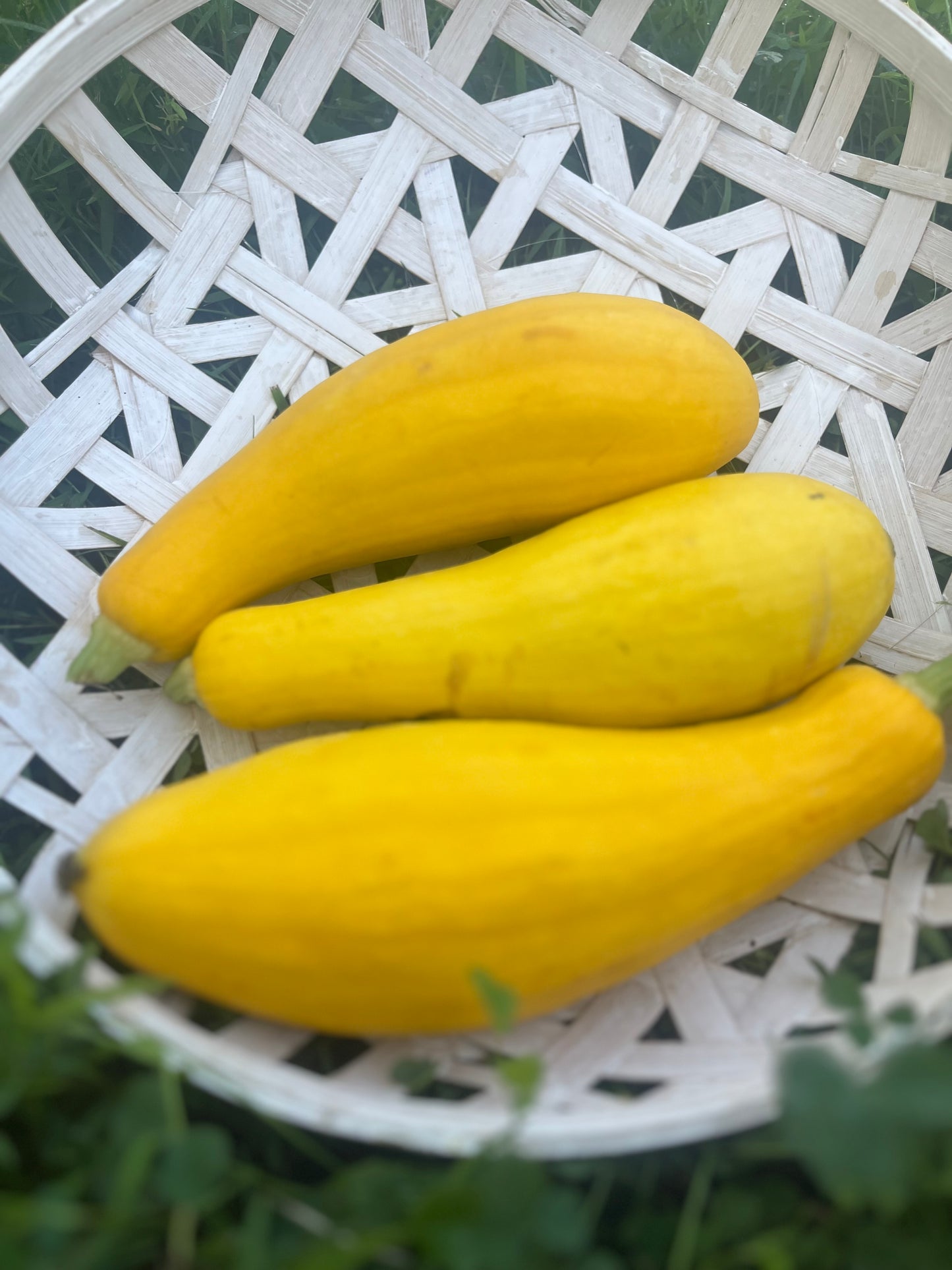 2026 Summer Squash 3pk.