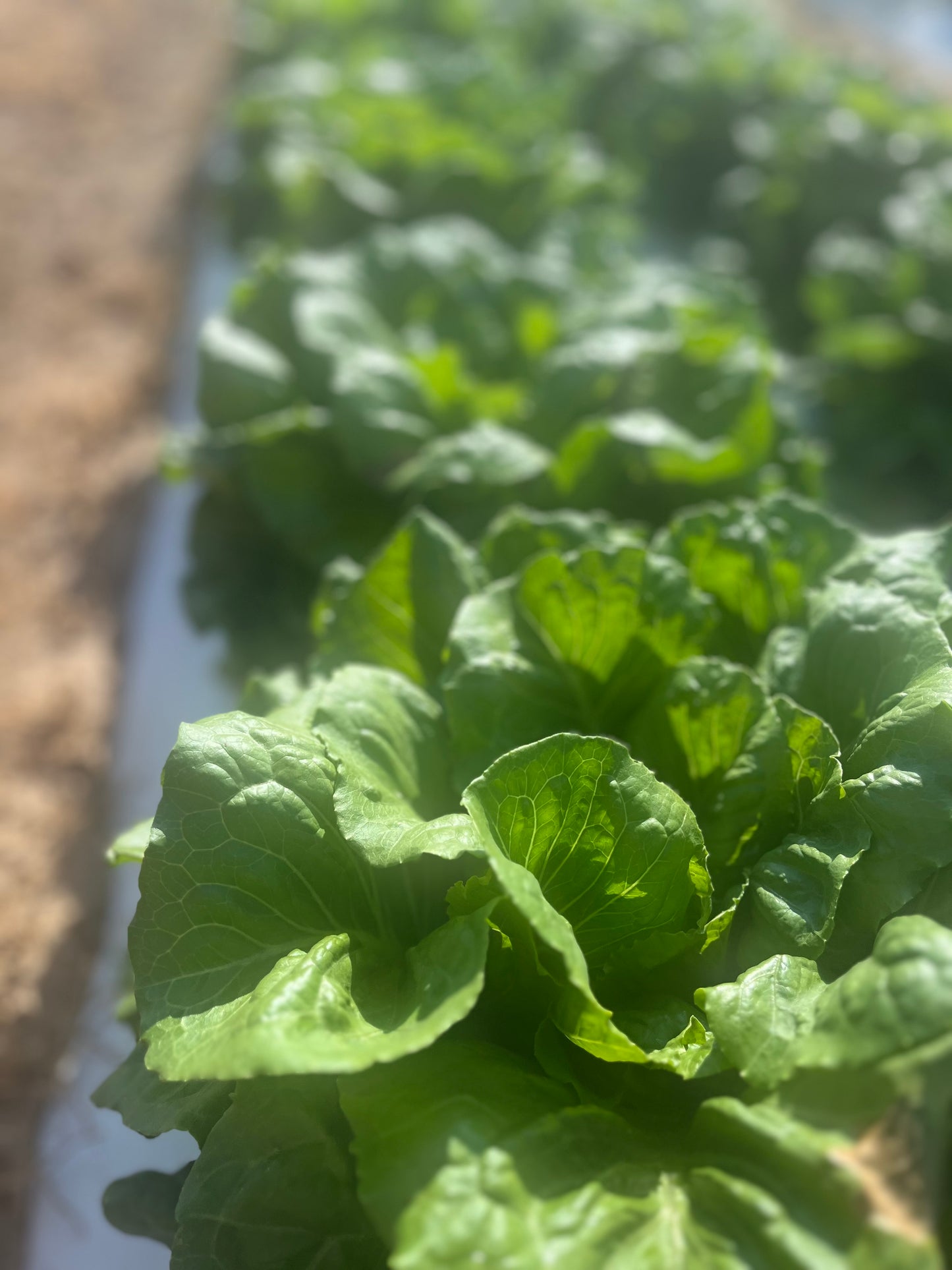 2026 Romaine Lettuce