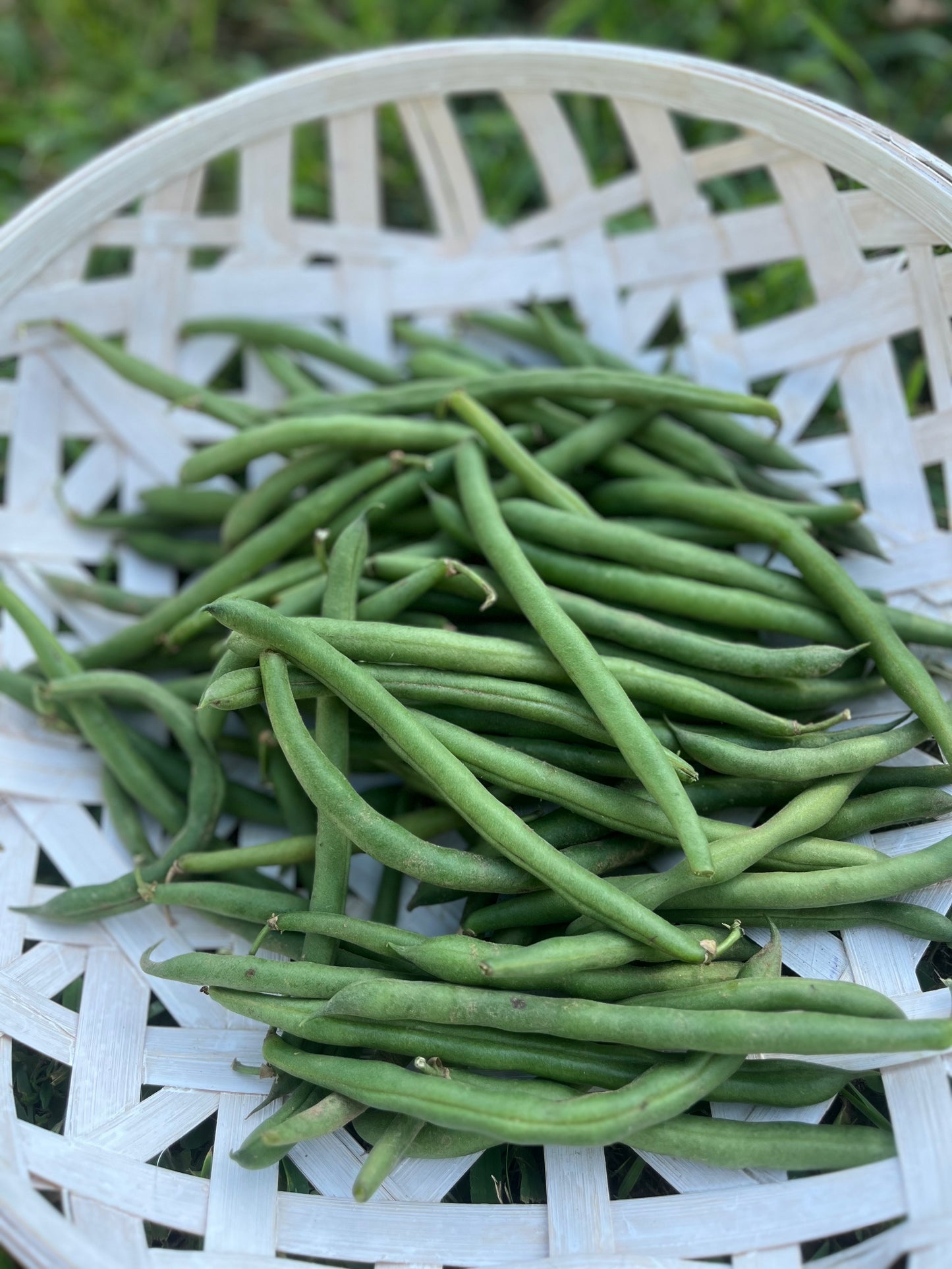 2026 Green Beans