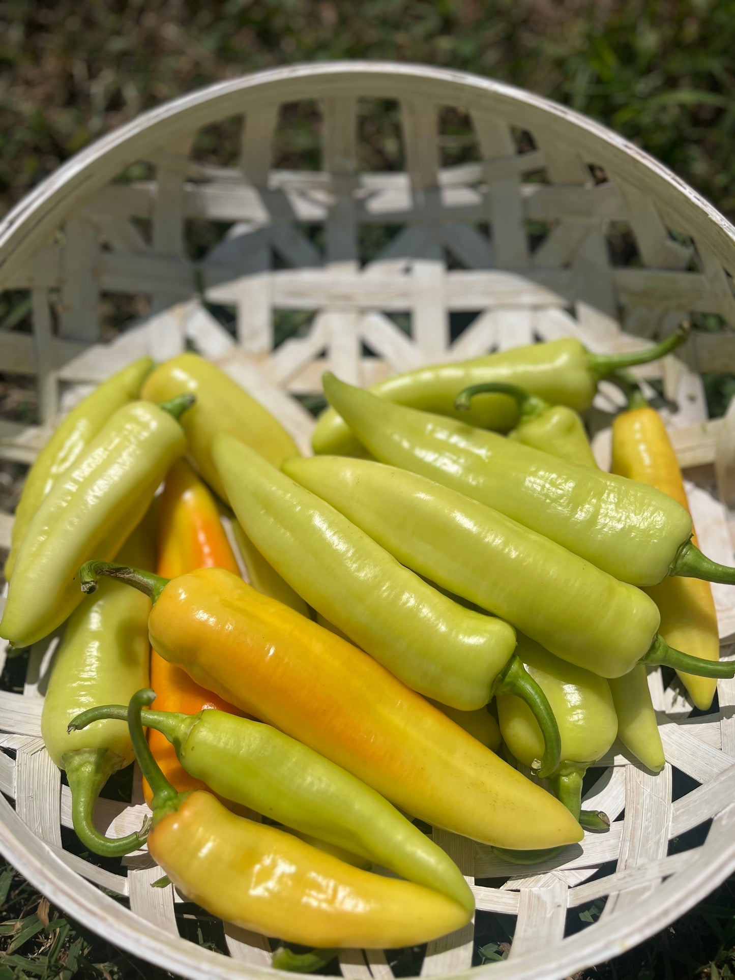 2026 Sweet Banana Peppers 3pk.