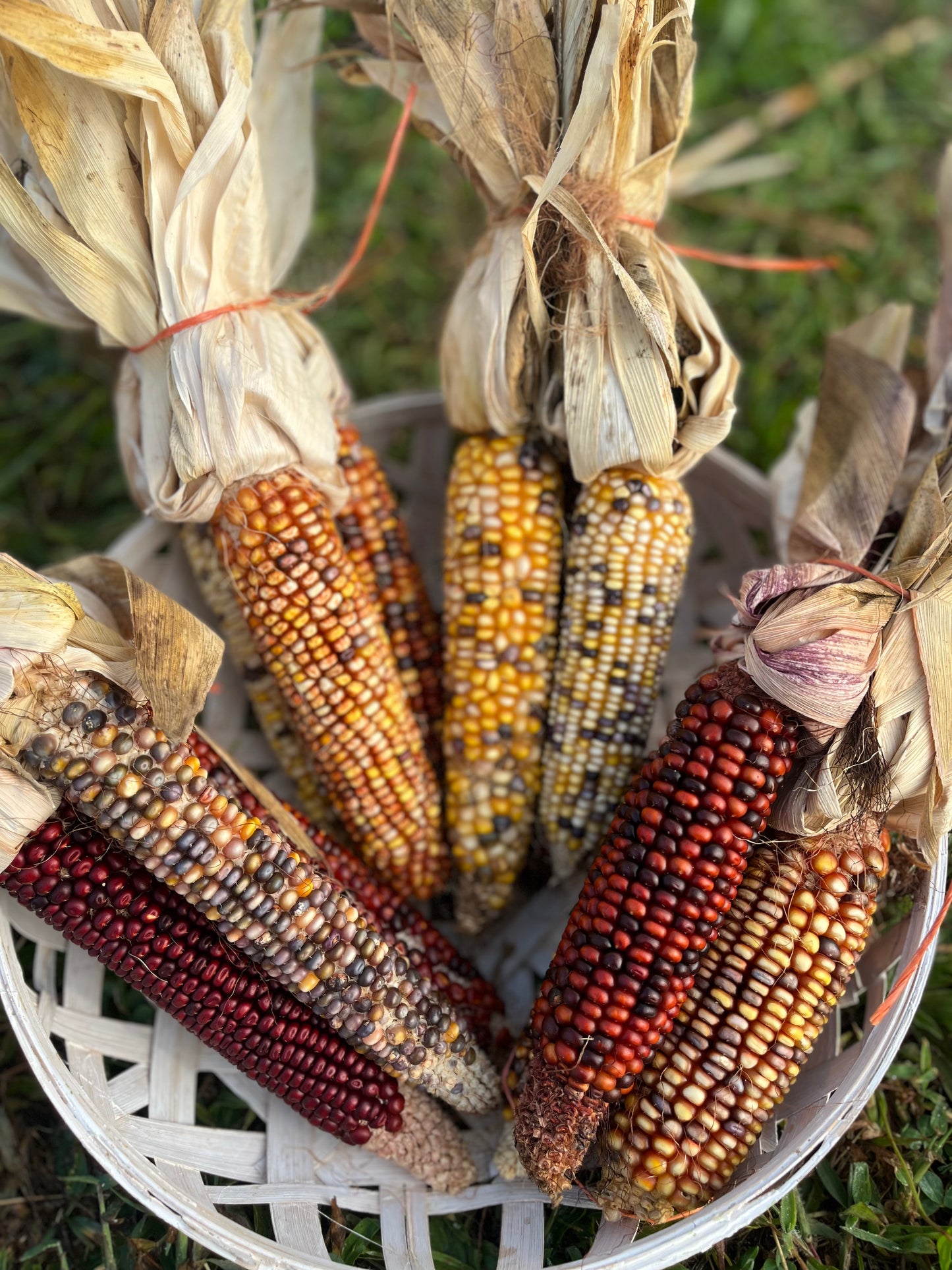 Indian Corn Decor Bundles – $8.00
