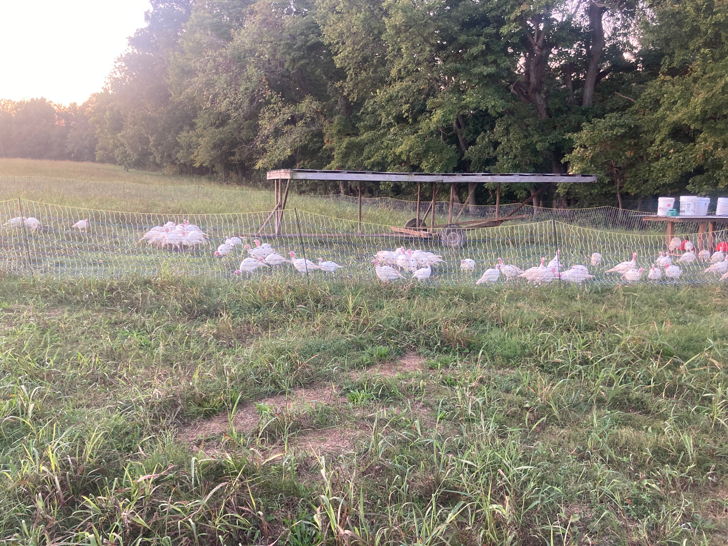 Farm-Fresh Thanksgiving Whole Turkey DEPOSIT