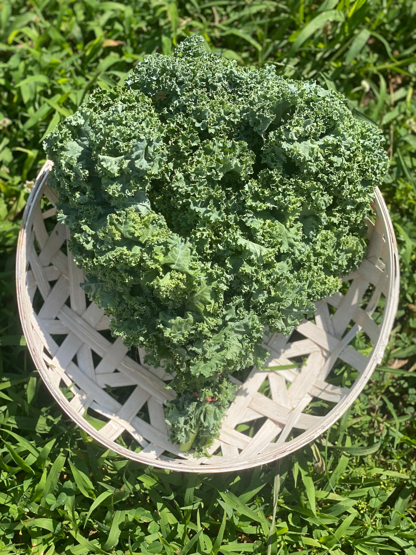 Kale Bunches