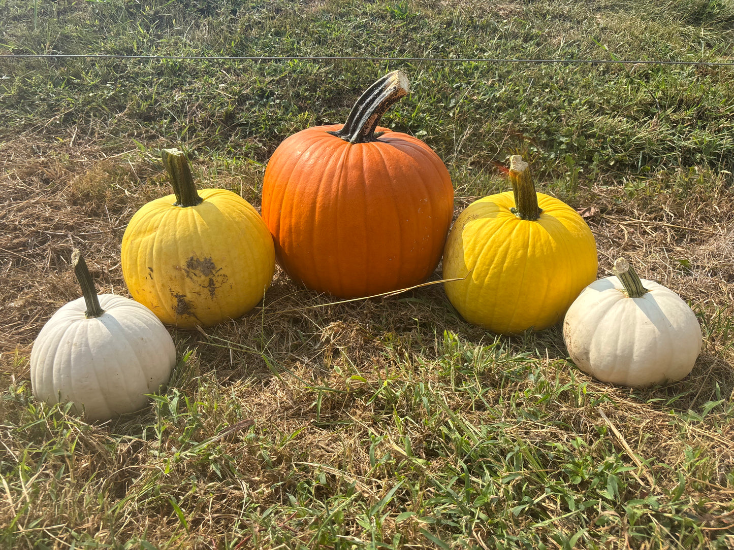 Small Yellow Pumpkins – $4.00 Each