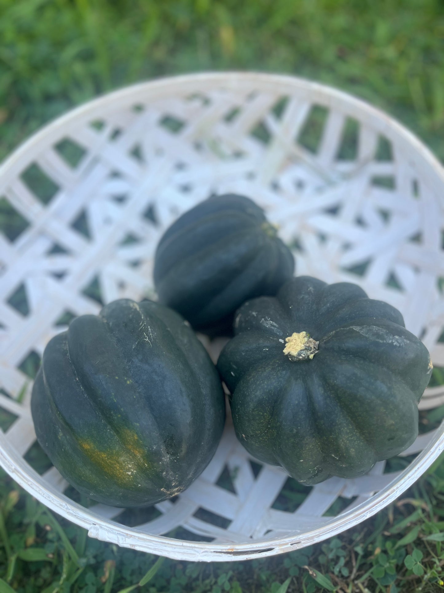Three green acorn squashes on a white woven surface with grass in the background