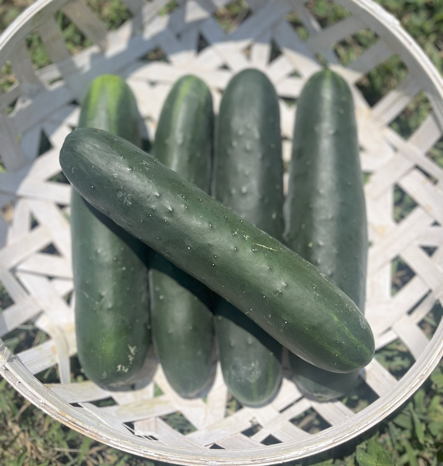 2026 Cucumbers 3pk.
