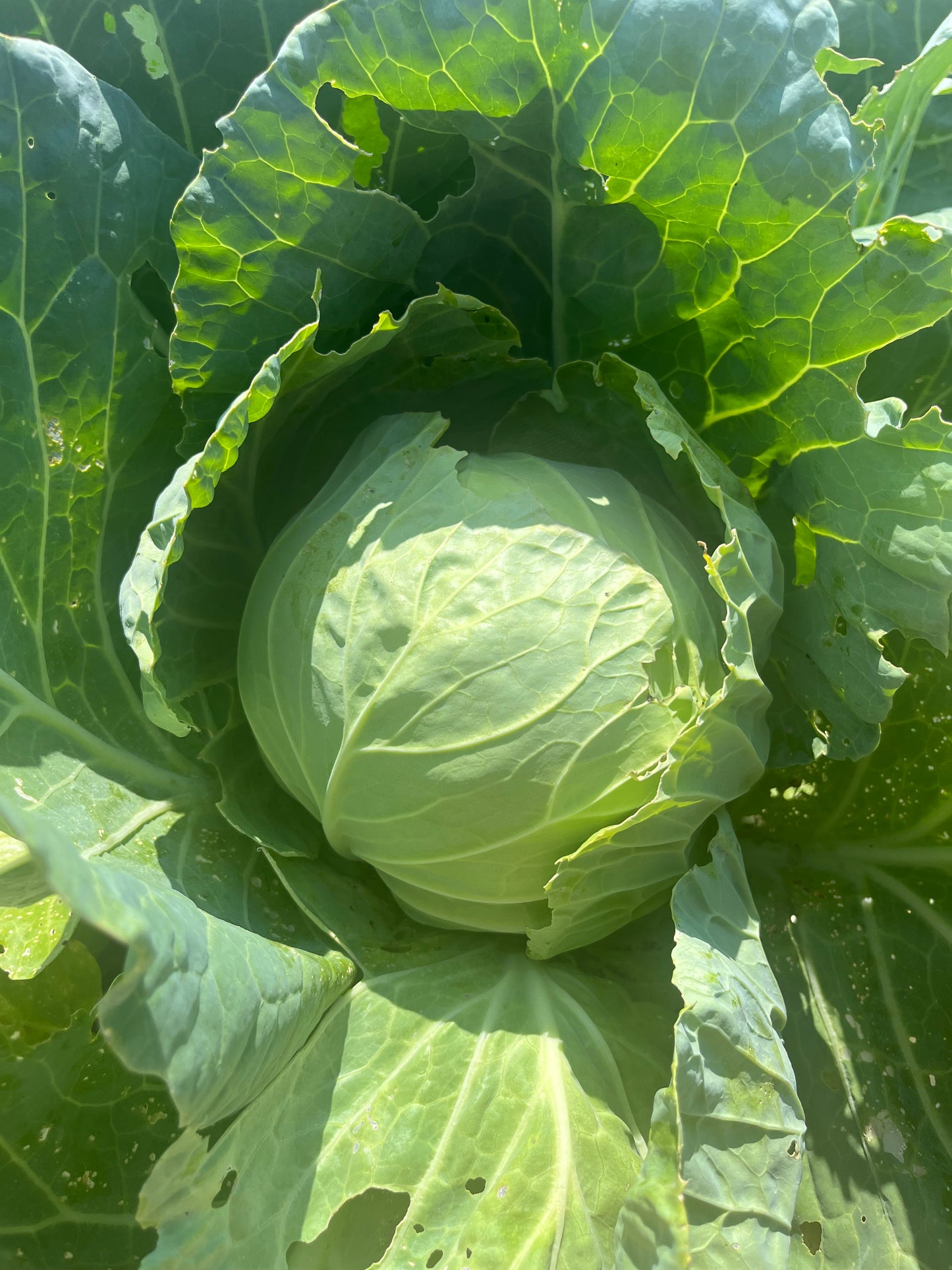 Green Cabbage