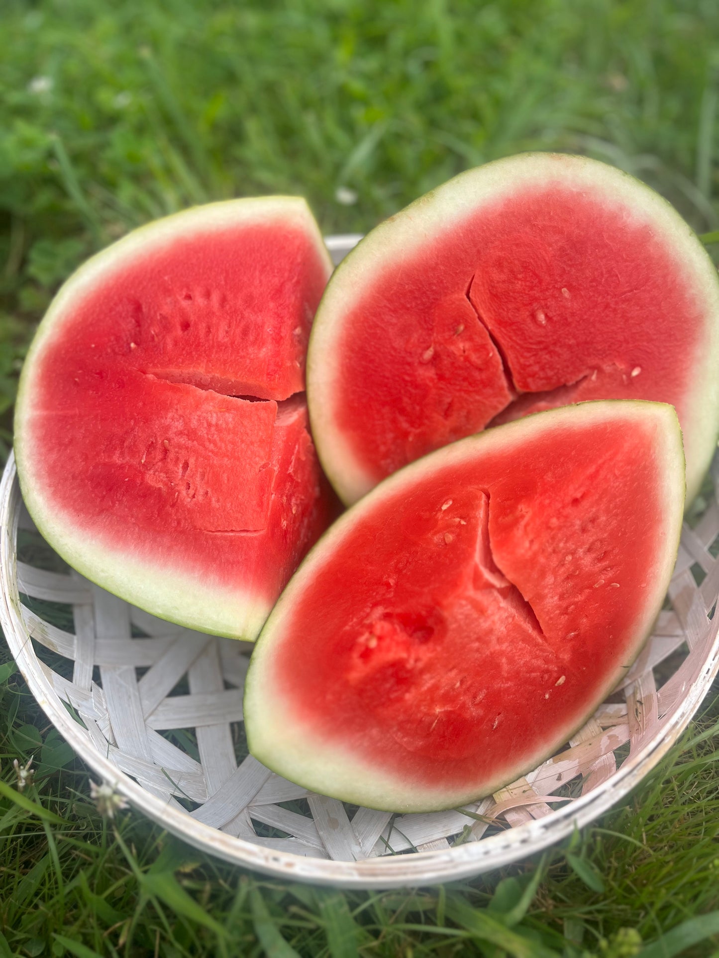 2026 Seedless Watermelon