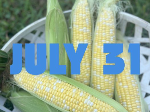 July 31st Sweet Corn