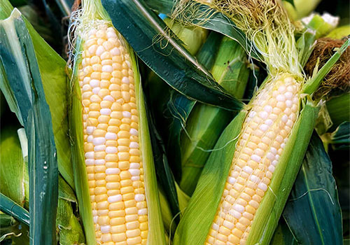 August 20-21st Sweet Corn