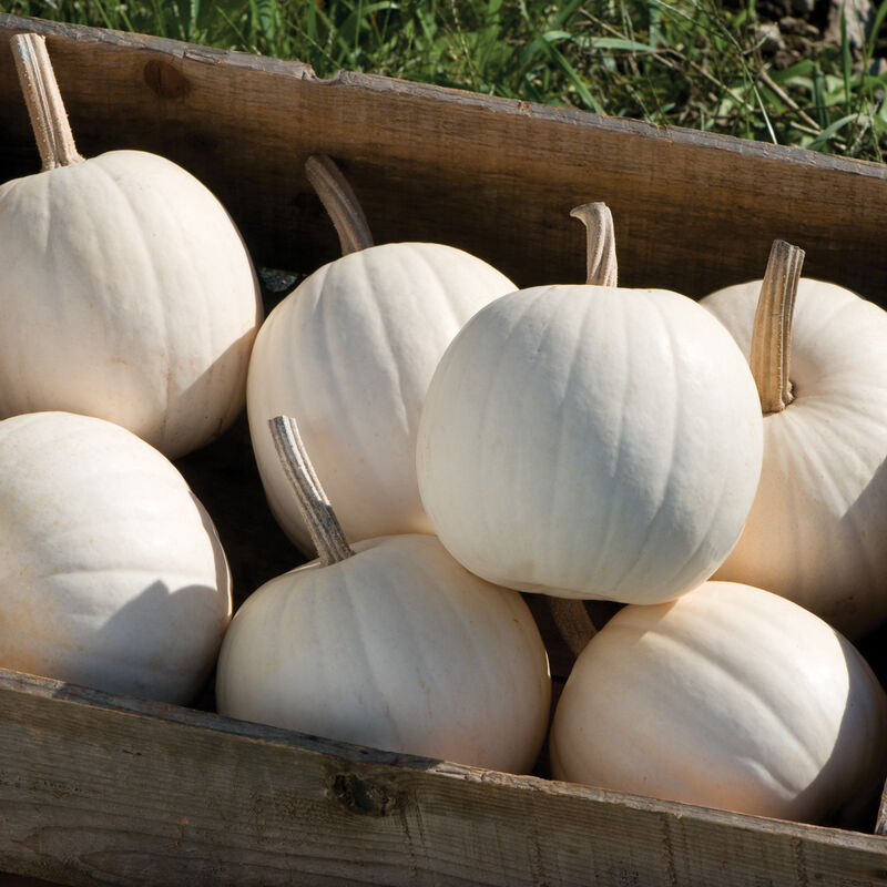 Small White Pie Pumpkins – $3.00 Each