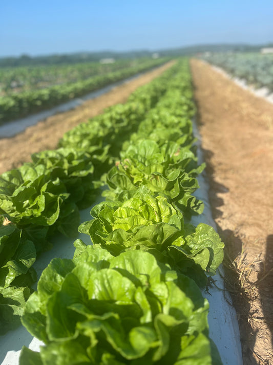 2026 Romaine Lettuce
