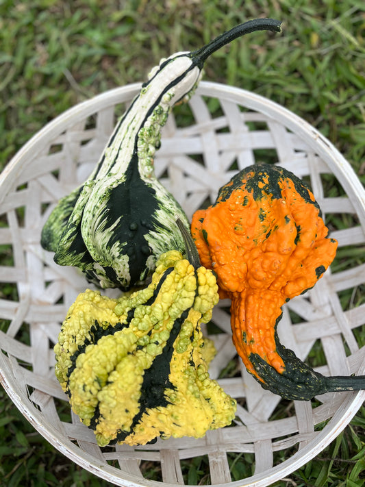 Autumn Wings Gourds – 3 for $7.00