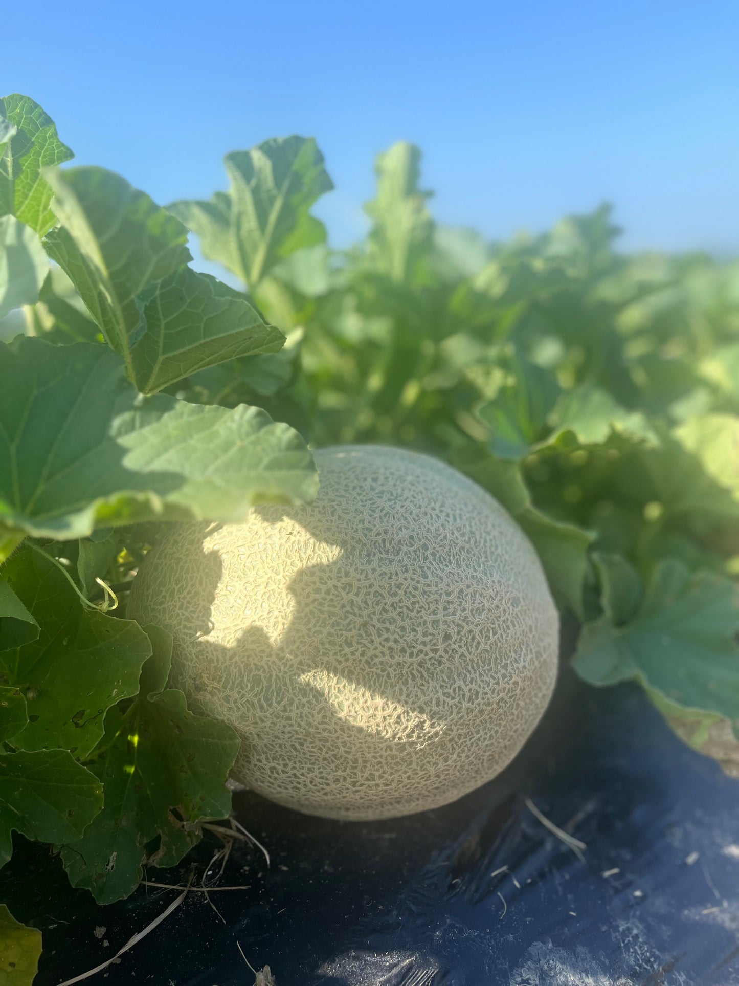 2026 Cantaloupe
