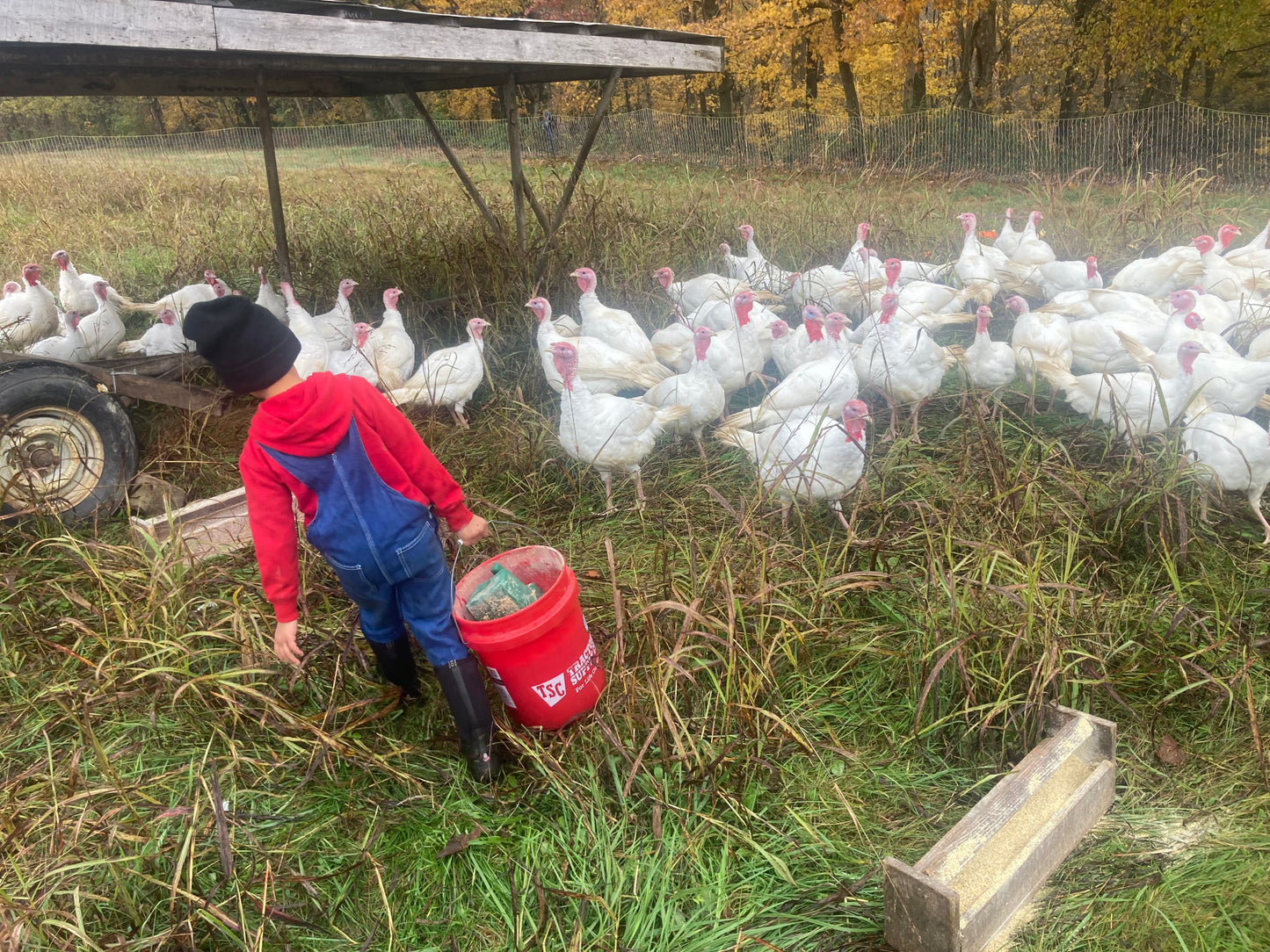 Pasture Raised Whole Turkey