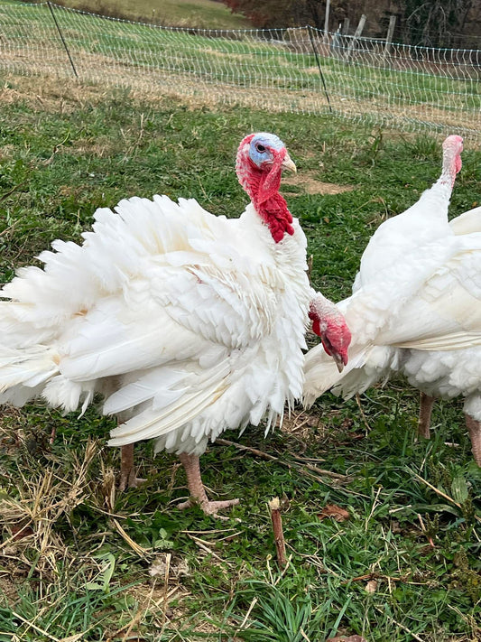 Farm-Fresh Thanksgiving Whole Turkey DEPOSIT