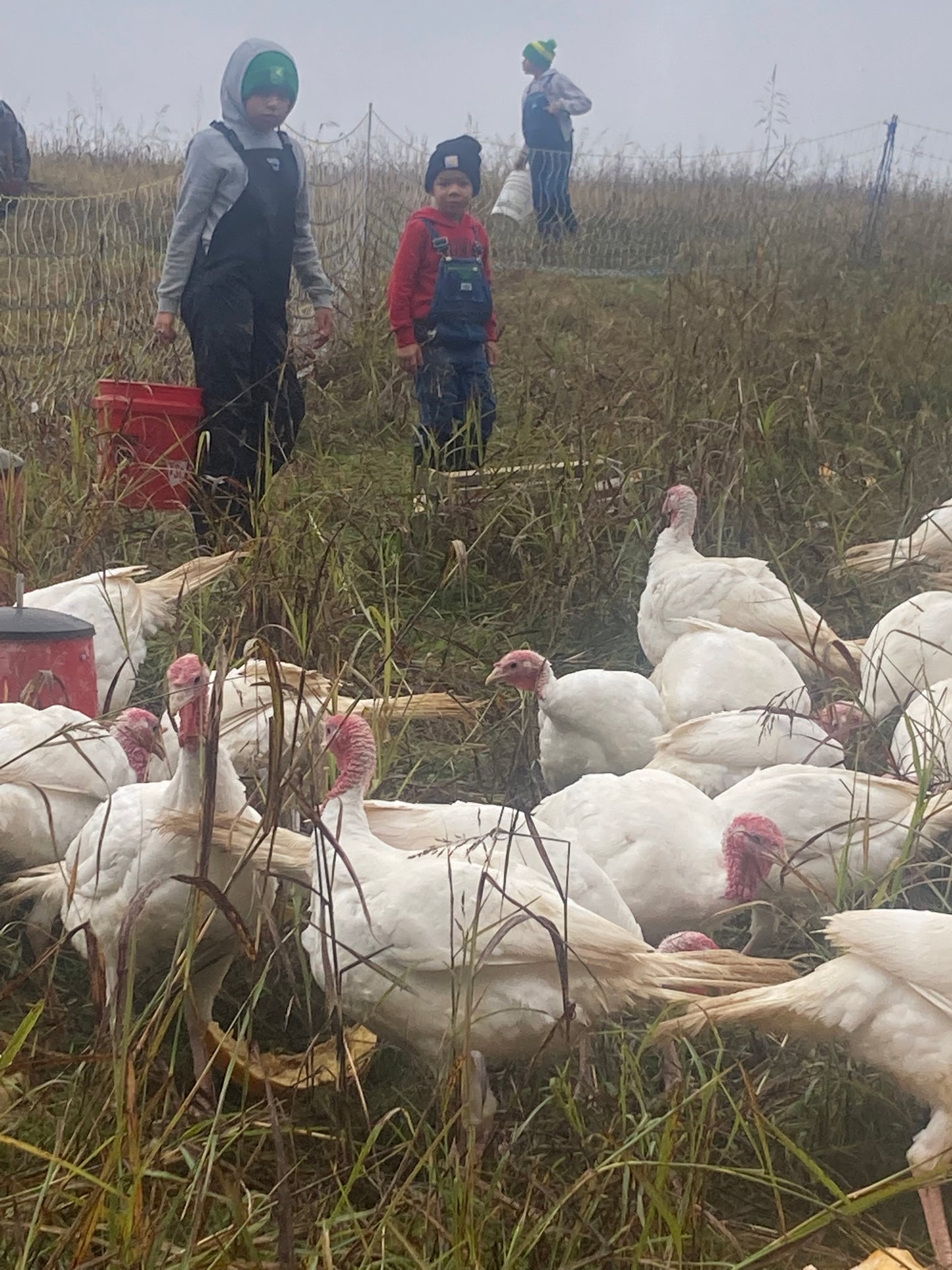 Pasture Raised Whole Turkey