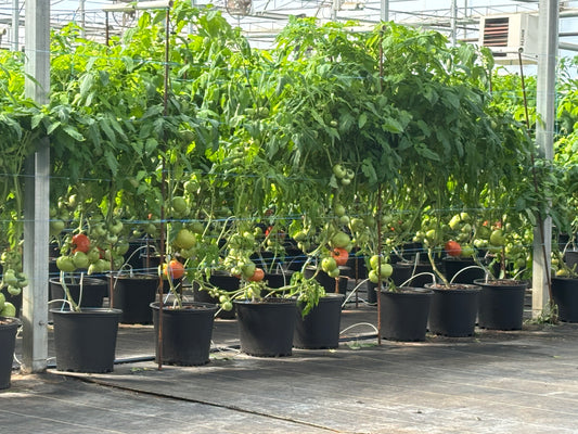 April 25th  Early Season Farm Fresh Tomatoes