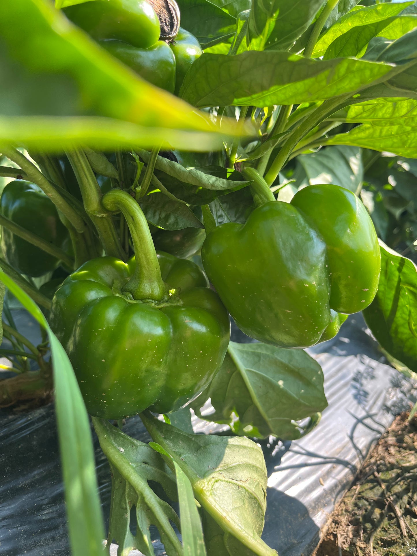 2026 Bell Peppers 3pk.