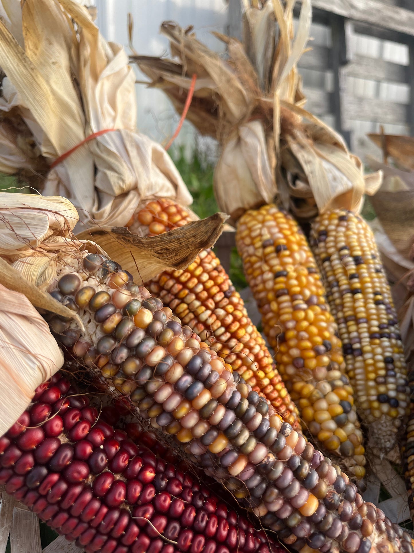 Indian Corn Decor Bundles – $8.00