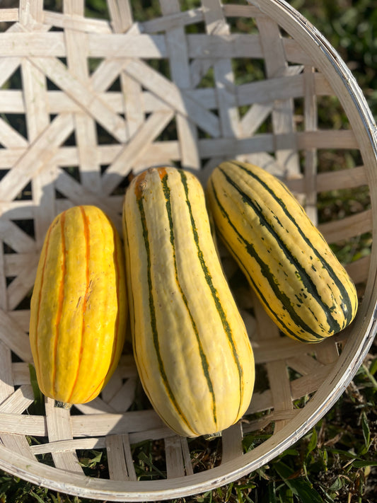 Delicata Squash 3/$5