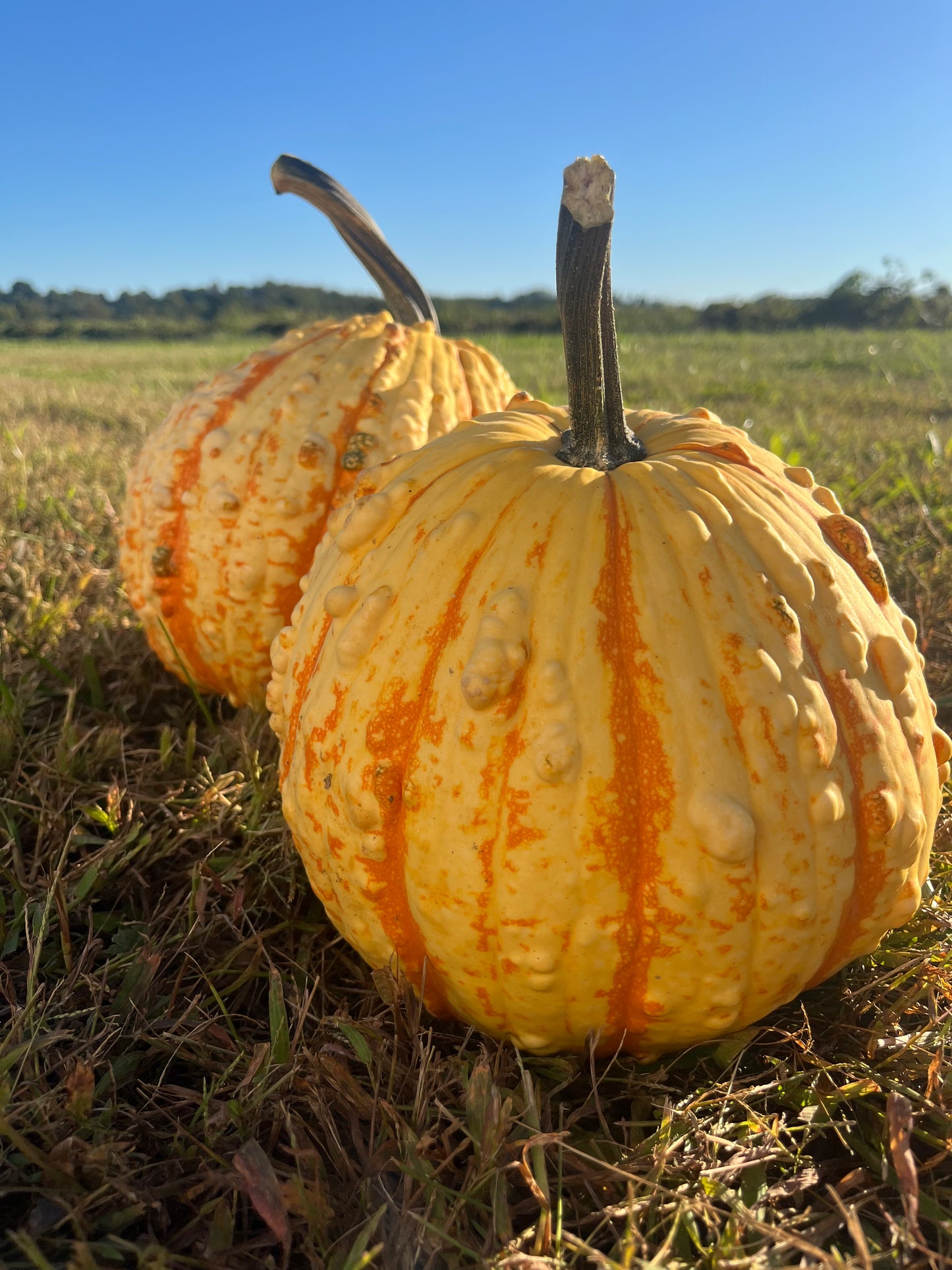 Medium Warty Pumpkins $4/each