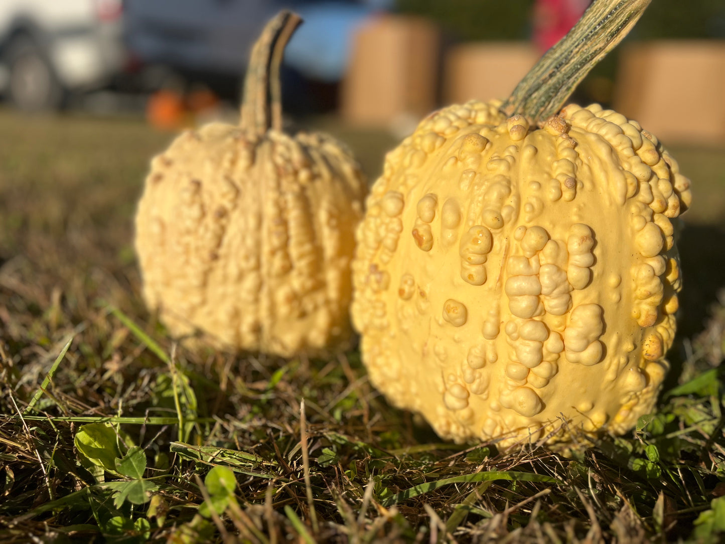 Medium Warty Pumpkins $4/each