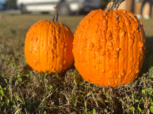 Medium Warty Pumpkins $4/each