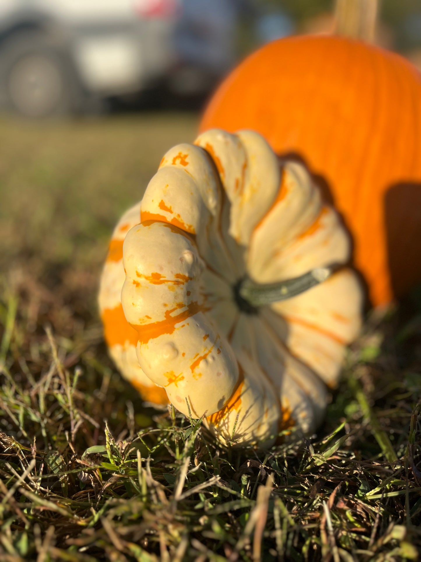 Small Decorative Pumpkins $2/each