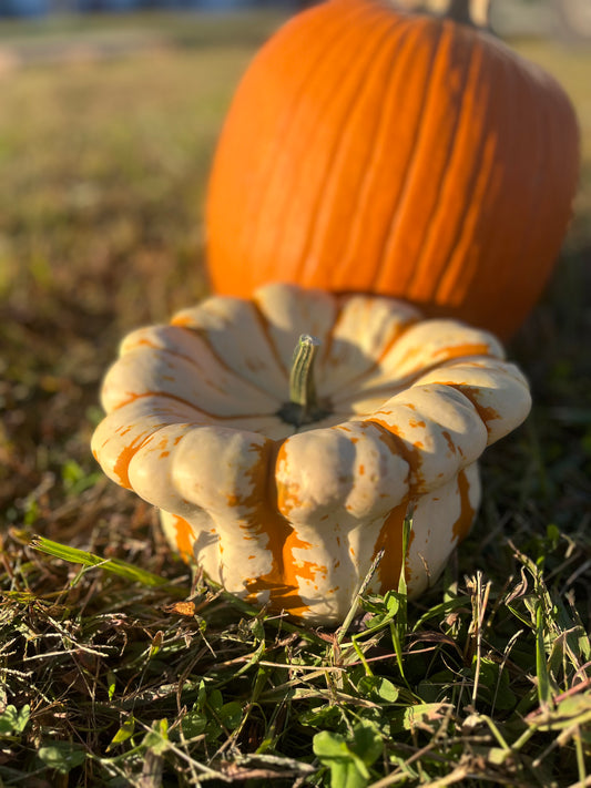 Small Decorative Pumpkins $2/each