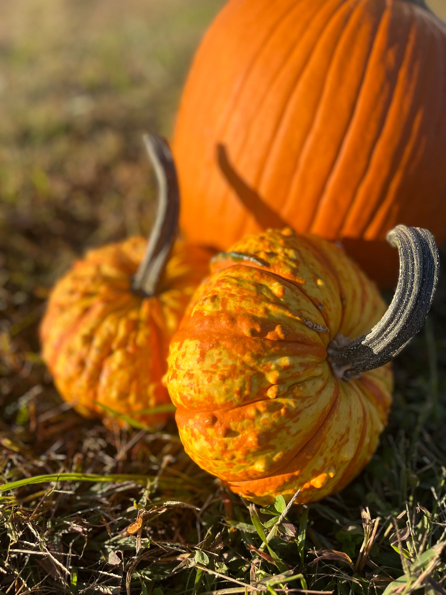 Small Decorative Pumpkins $2/each