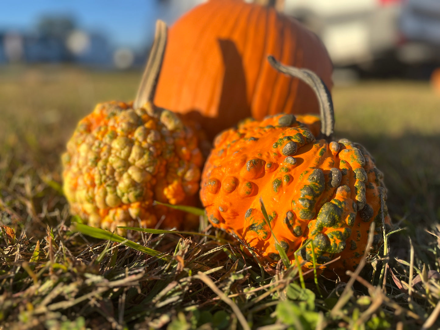 Small Decorative Pumpkins $2/each