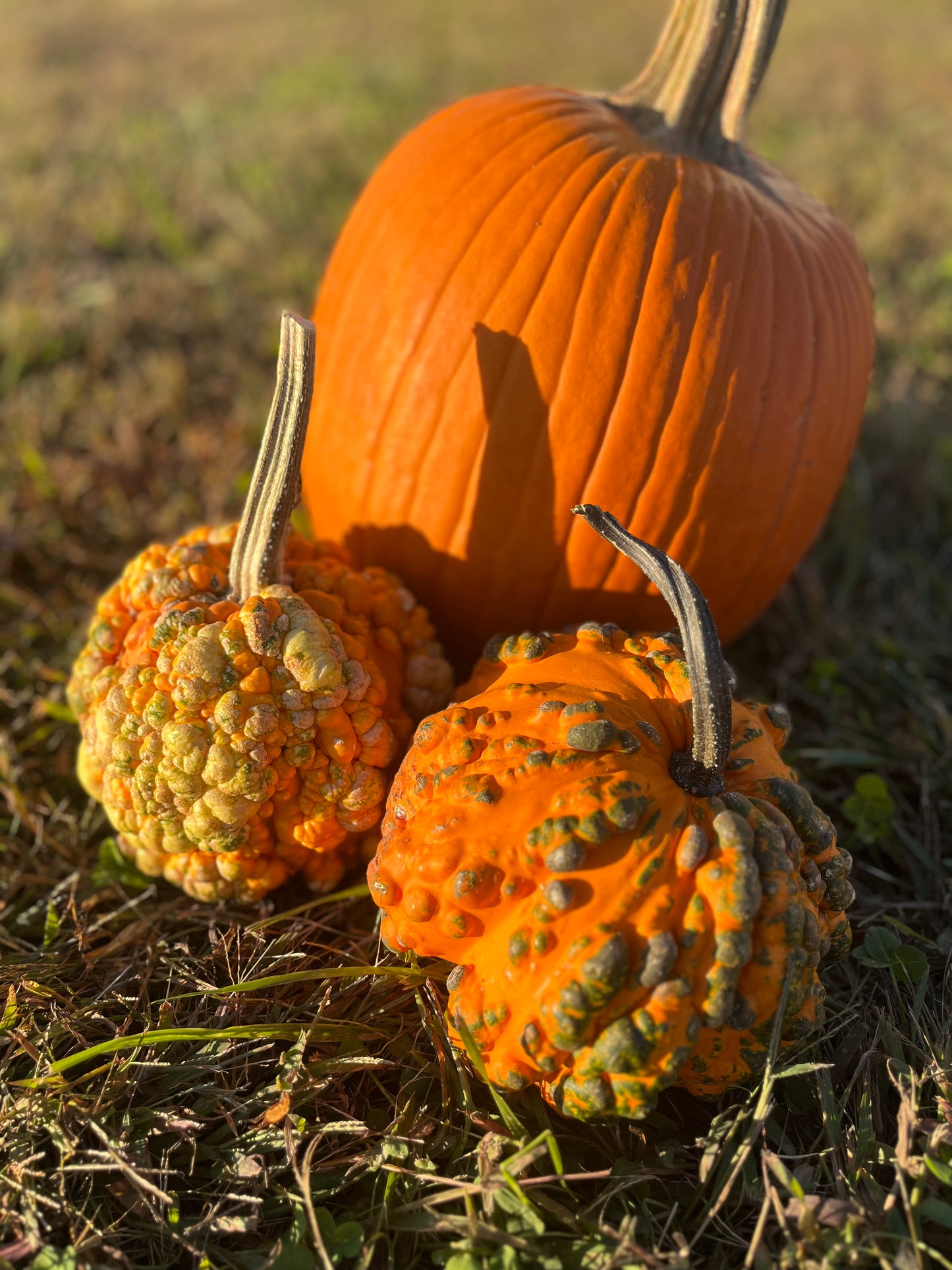Small Decorative Pumpkins $2/each