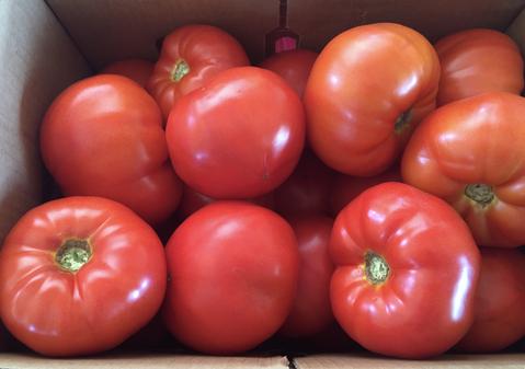 5/3/24 Early Season Weekly Tomatoes