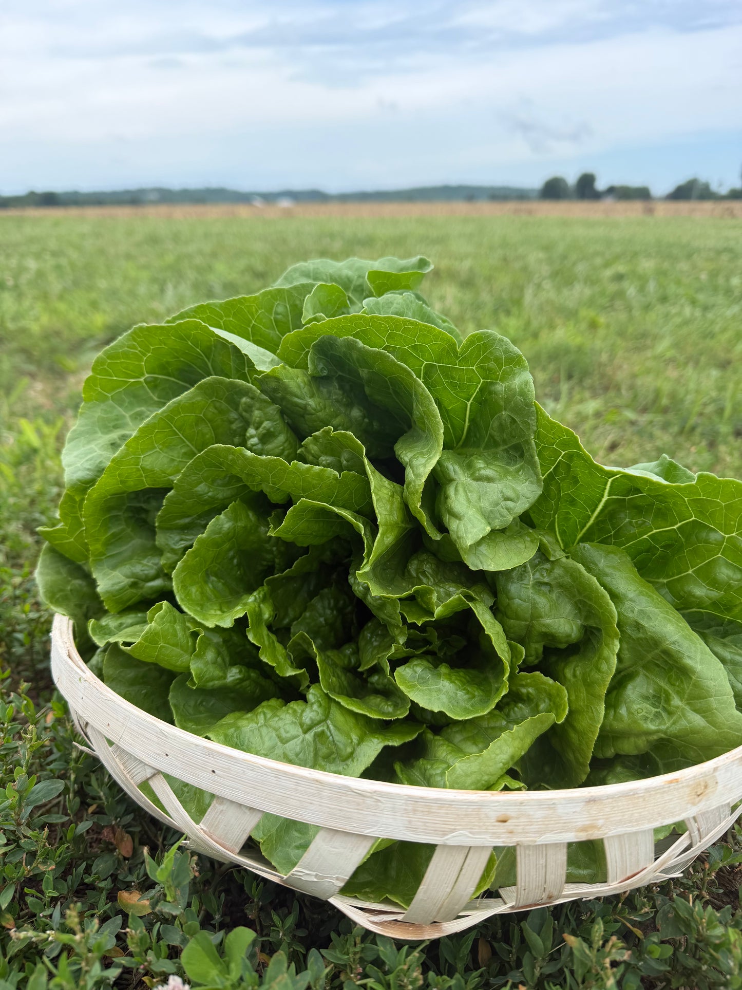 2026 Romaine Lettuce