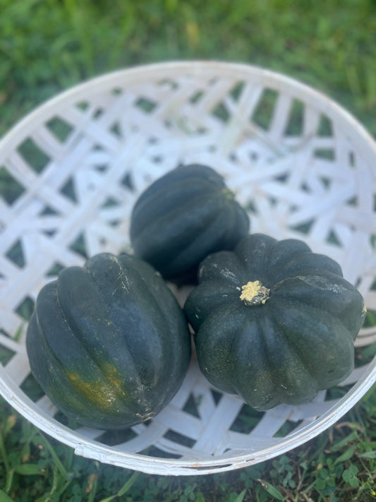 Three green acorn squashes on a white woven surface with grass in the background