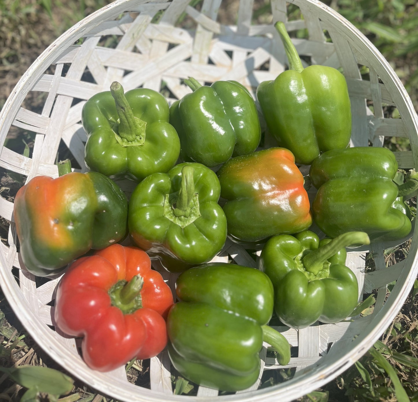 2026 Bell Peppers 3pk.