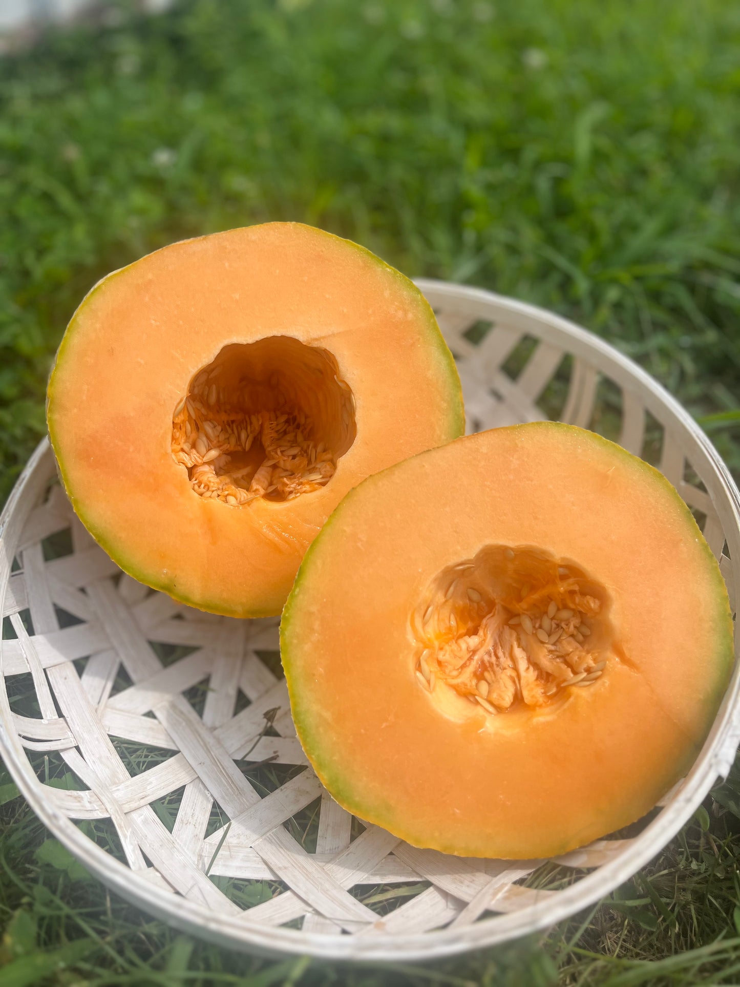 2026 Cantaloupe