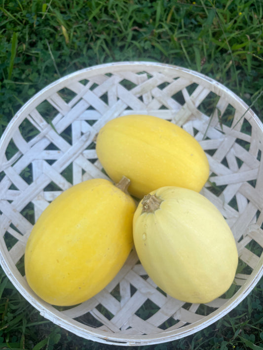 Three yellow squashes in a white woven basket on grass