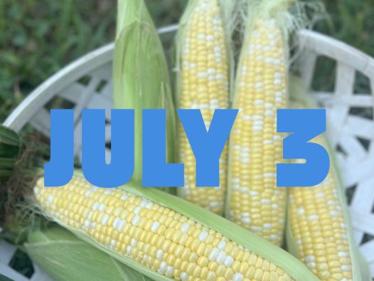 July 3rd Sweet Corn