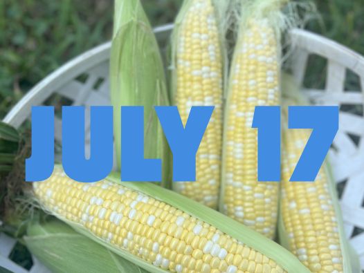 July 17th Sweet Corn