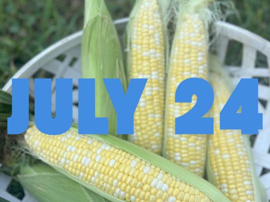 July 24th Sweet Corn