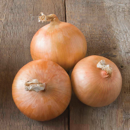 Fresh Candy Onion