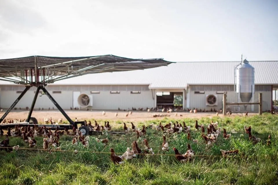 Farm Fresh Pasture Raised Eggs