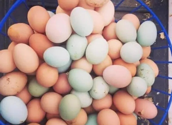 Farm Fresh Pasture Raised Eggs