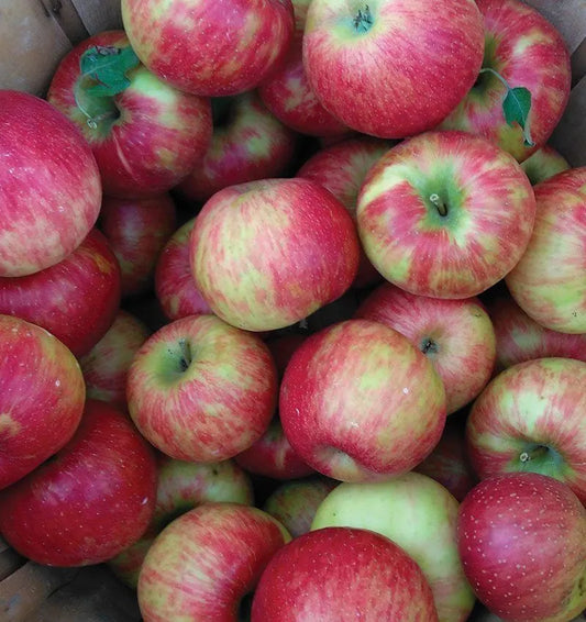 Farm Fresh Honey Crisp Apples 5lbs./$18